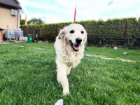 Szczeniaki / psy Golden Retriever Związek Kynologiczny FCI Wadowice - zdjęcie 5