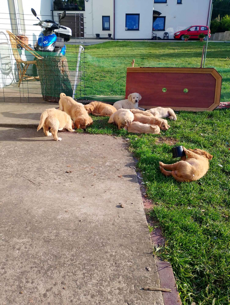 Golden retriever Pińczów - zdjęcie 4