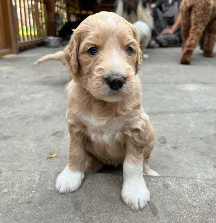 Owczarek I Pudel w jednym Aussiedoodle Czarnków - zdjęcie 1