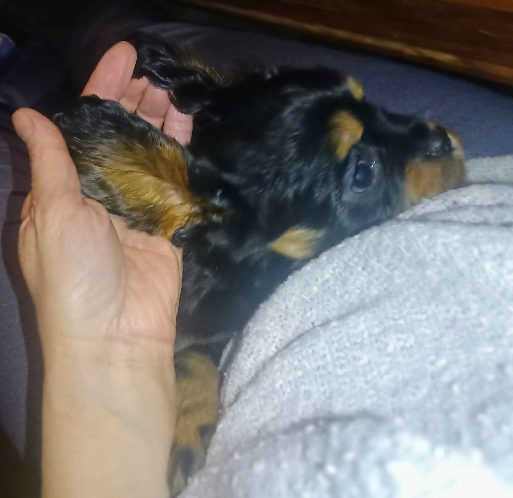 Gotowy do odbioru piesek Cavalier z rodowodem i wyprawką Górna - zdjęcie 3