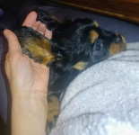 Gotowy do odbioru piesek Cavalier z rodowodem i wyprawką Górna - zdjęcie 3