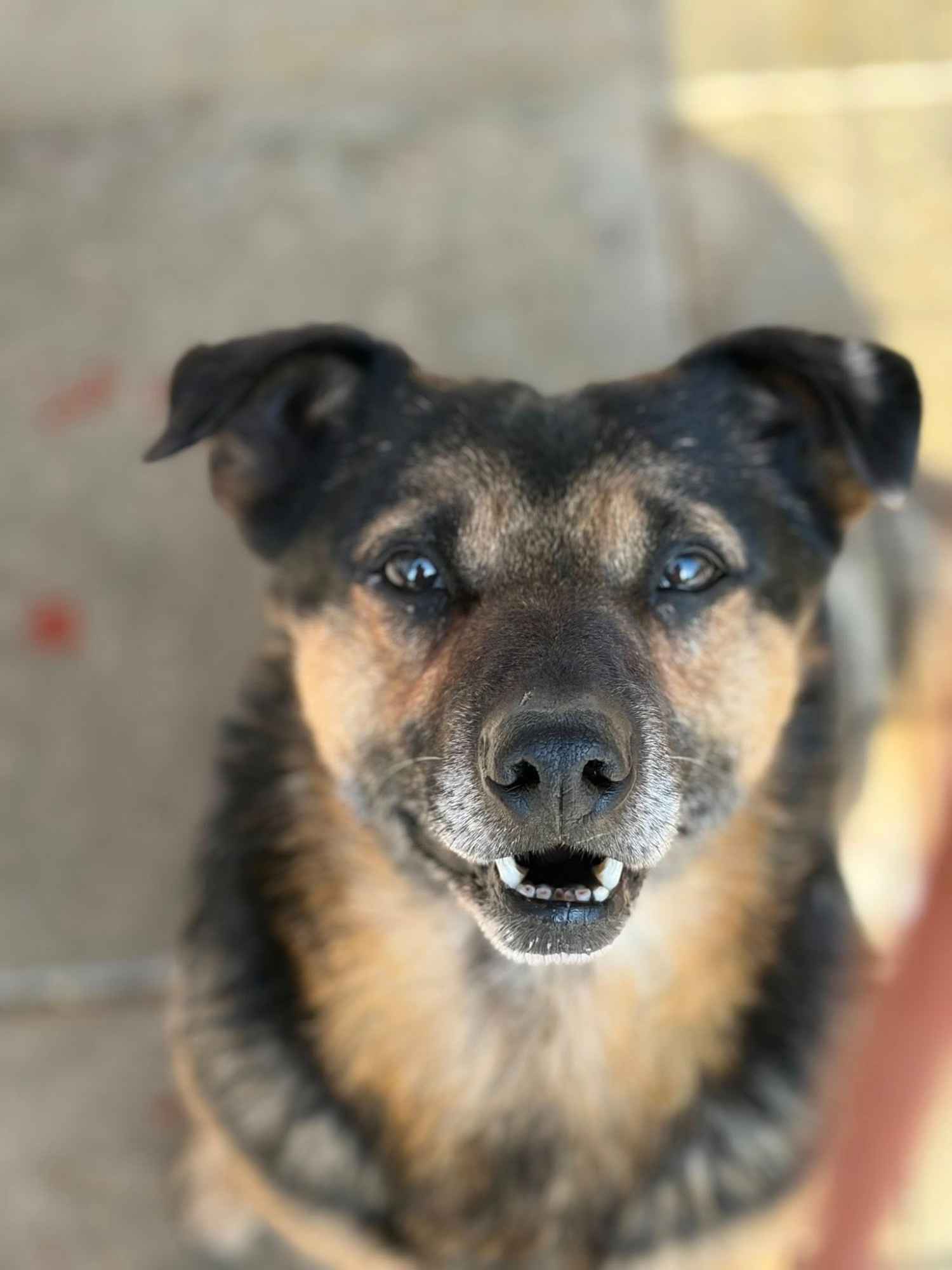 Edek - nieduży psiak o wielkim sercu do pokochania Olsztyn - zdjęcie 3