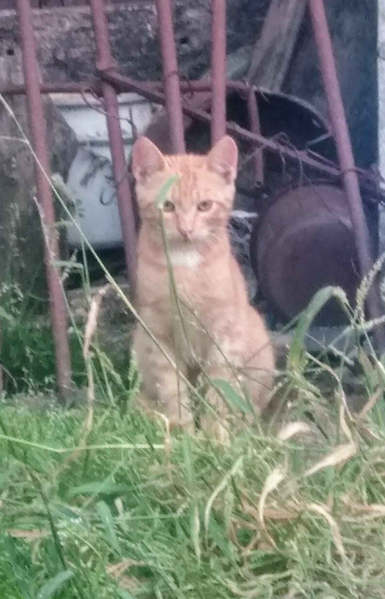 Oddam kotki w dobre ręce Wilkołaz Drugi - zdjęcie 5