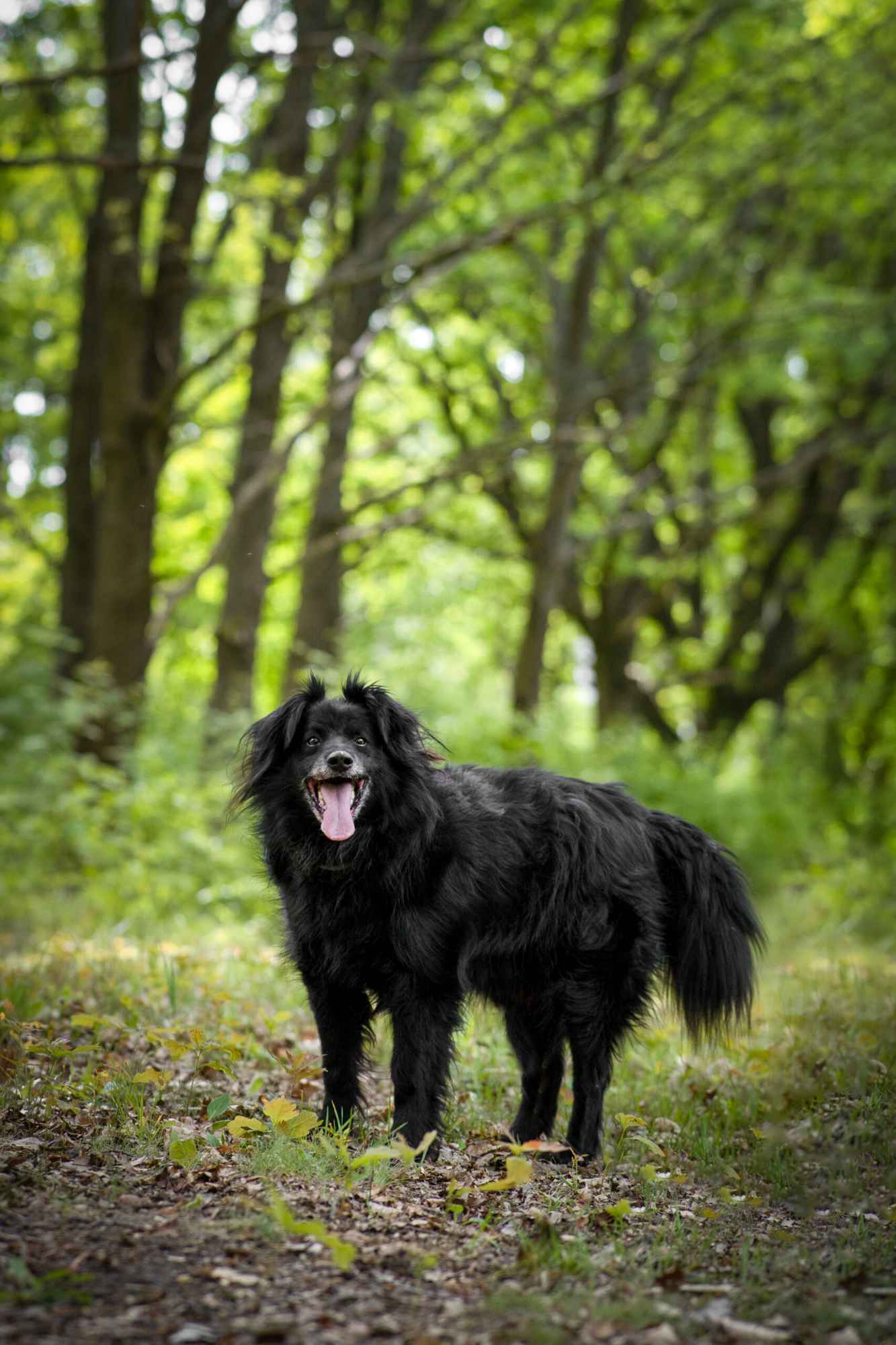 Piękny Leopold, uratuj go zza krat! Olsztyn - zdjęcie 4