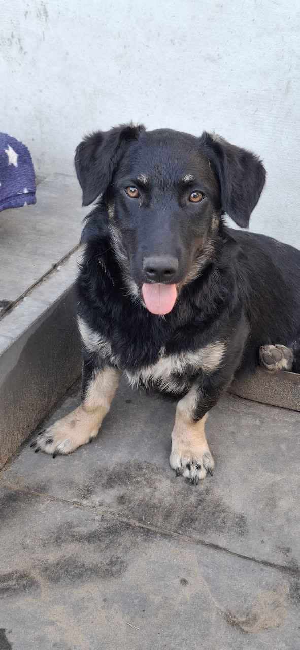 9 miesięczna Pępula, łągodna i kochana sunia! Olsztyn - zdjęcie 3