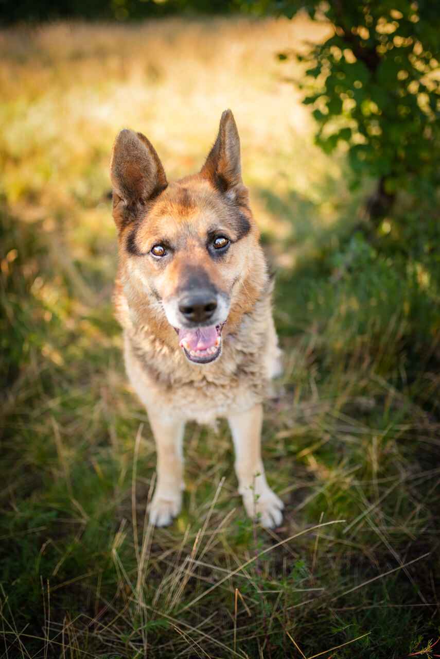 Flapy - niekonfliktowy, łagodny owczarek do adopcji! Olsztyn - zdjęcie 1