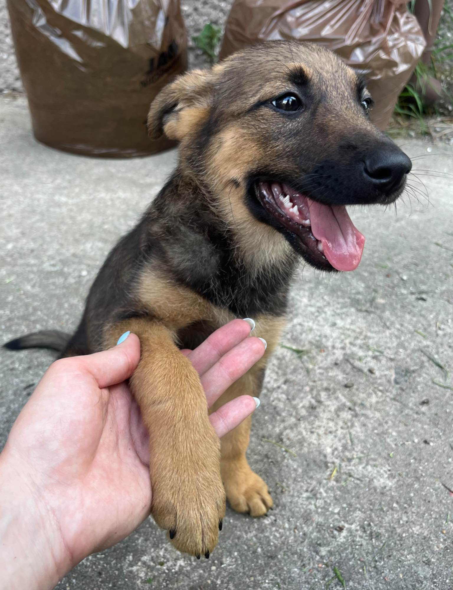 Słodka,kochana,mądra sunia szczeniak do adopcji.Zaszczepiona.Do oddani Janki - zdjęcie 3