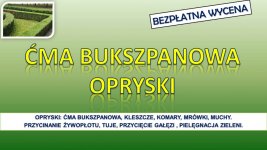 Opryski na ćmę  bukszpanową, Wrocław, tel. 504-746-203. mszyce, oprysk Psie Pole - zdjęcie 2
