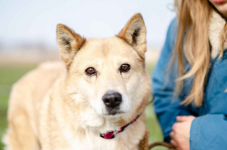 Elza - łagodna, delikatna sunia uratowana z granicy