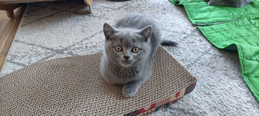 Kotka Brytyjska krótkowłosa niebieska (Lusia) Brwinów - zdjęcie 2