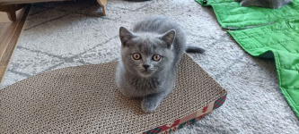 Kotka Brytyjska krótkowłosa niebieska (Lusia) Brwinów - zdjęcie 2