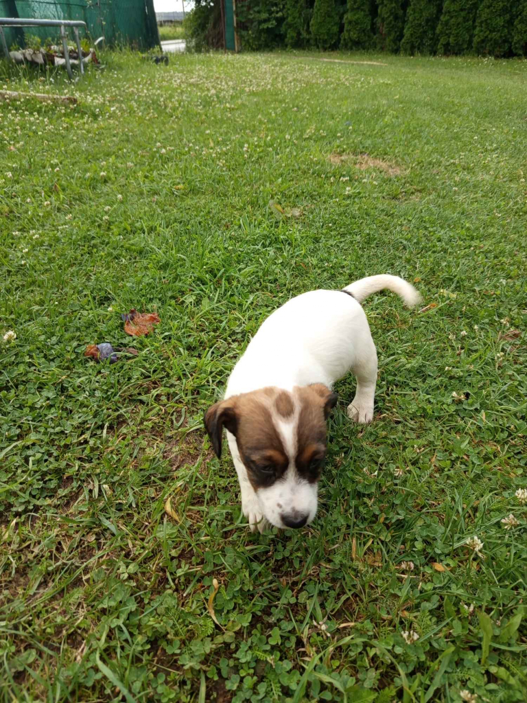 Jack Russell terrier szczenięta Prudnik - zdjęcie 5