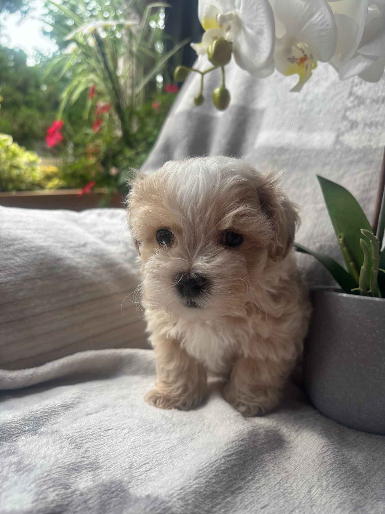 Maltipoo pies F1 Częstochowa - zdjęcie 2