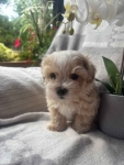 Maltipoo pies F1 Częstochowa - zdjęcie 2