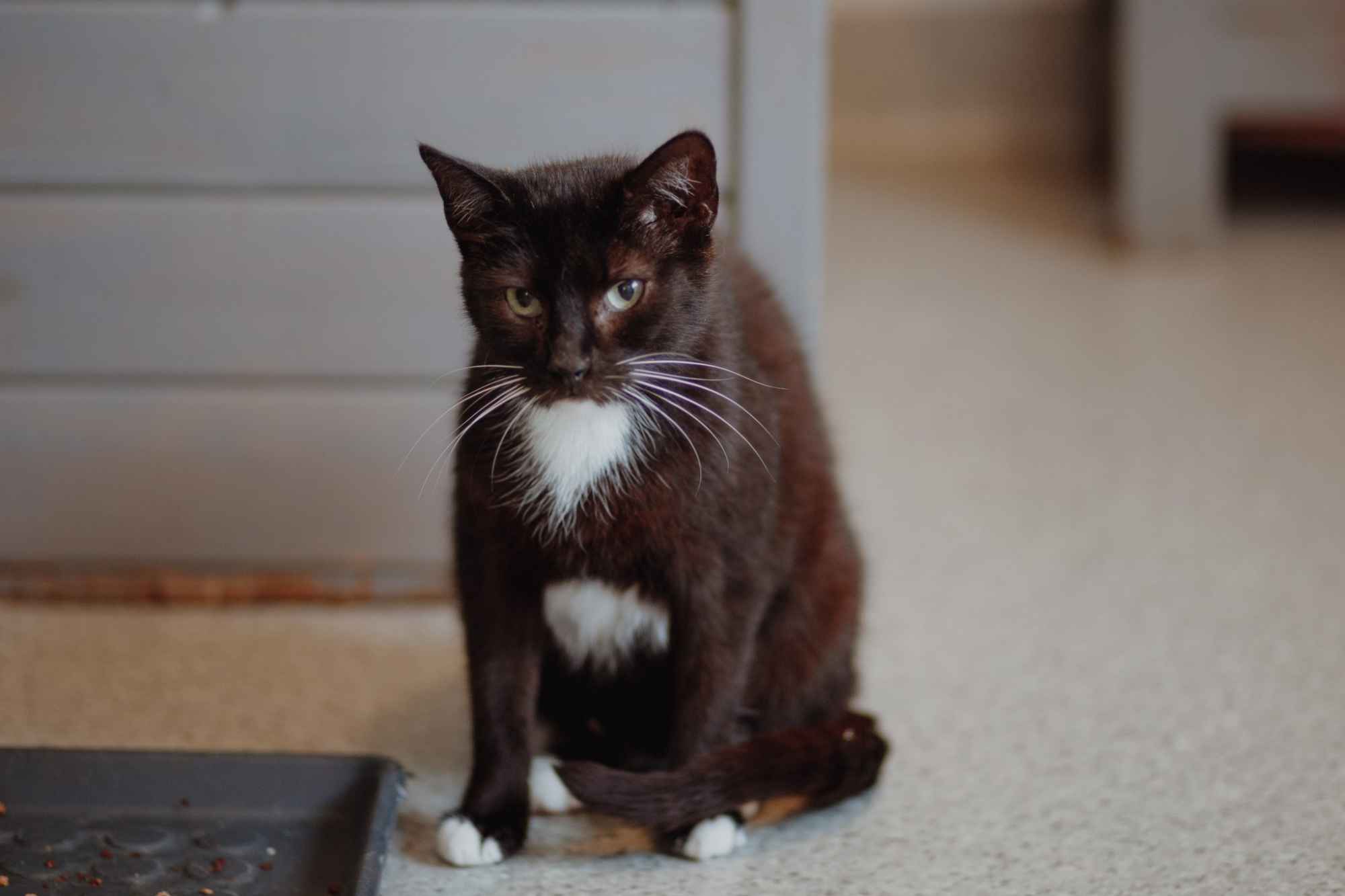 Bryś - spokojny, niekonfliktowy kotek szuka domu! Olsztyn - zdjęcie 2