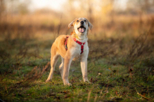 Wafel - biszkoptowy SZCZENIAK szuka domu! Olsztyn - zdjęcie 5