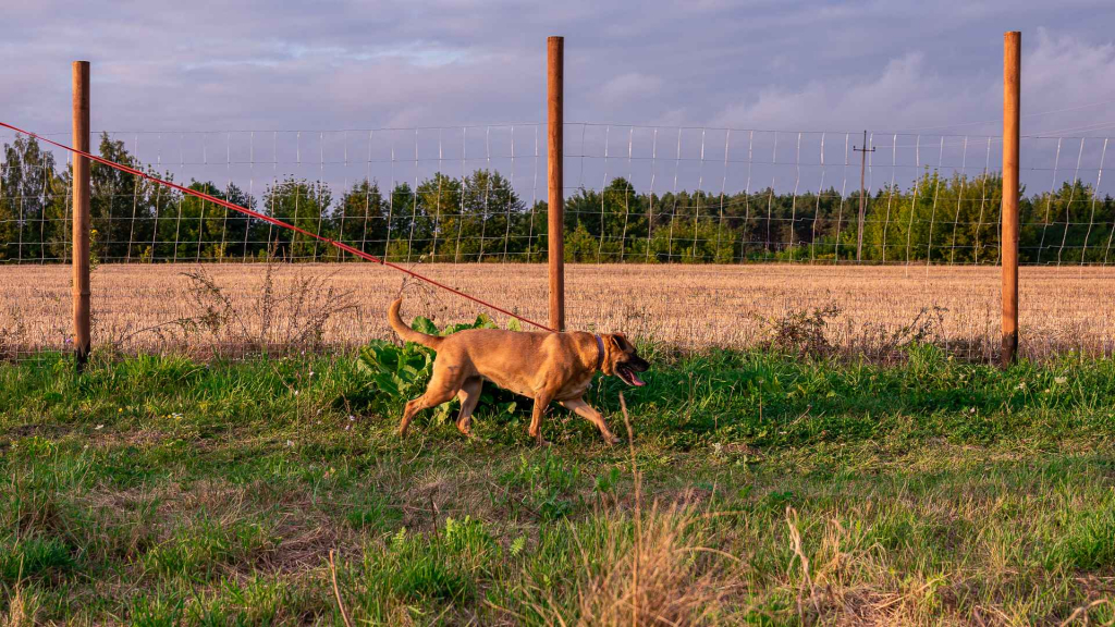 Aza - zakochana w ludziach, wesoła, pełna życia! Olsztyn - zdjęcie 4