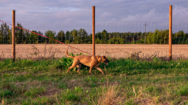 Aza - zakochana w ludziach, wesoła, pełna życia! Olsztyn - zdjęcie 4