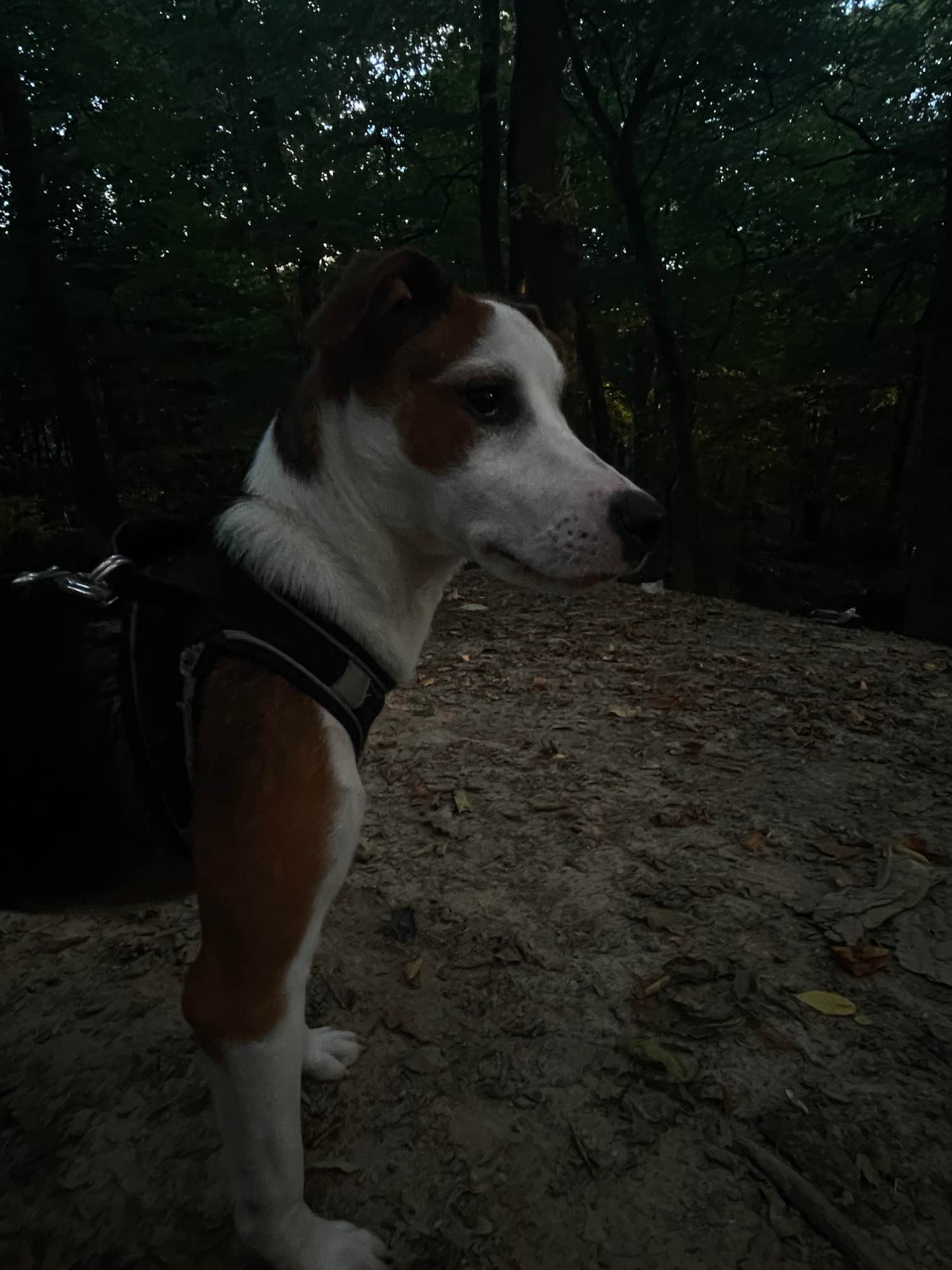 Oddam psiaka Gryfice - zdjęcie 3