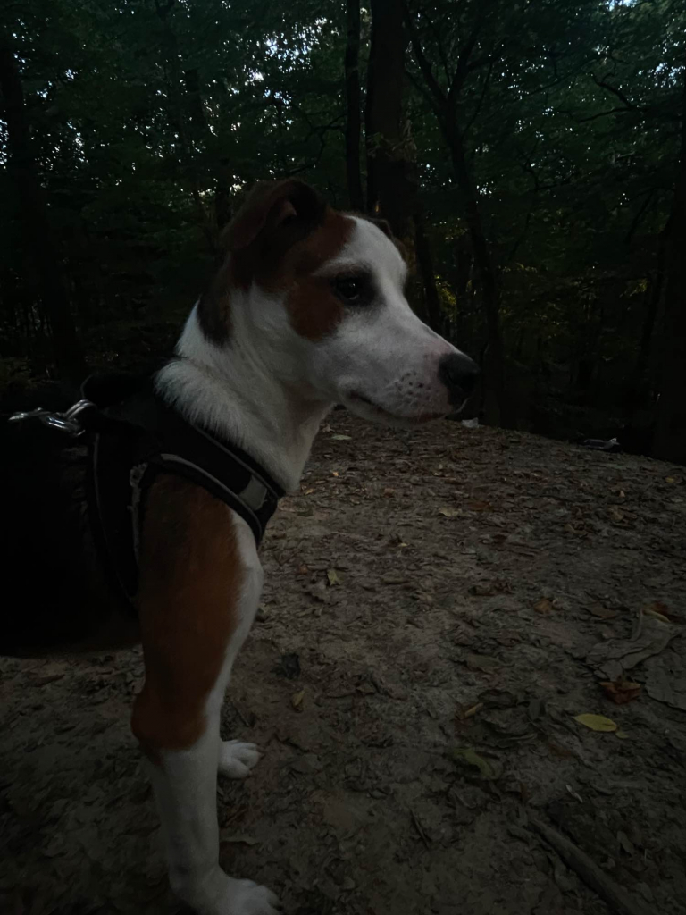 Oddam psiaka Gryfice - zdjęcie 3