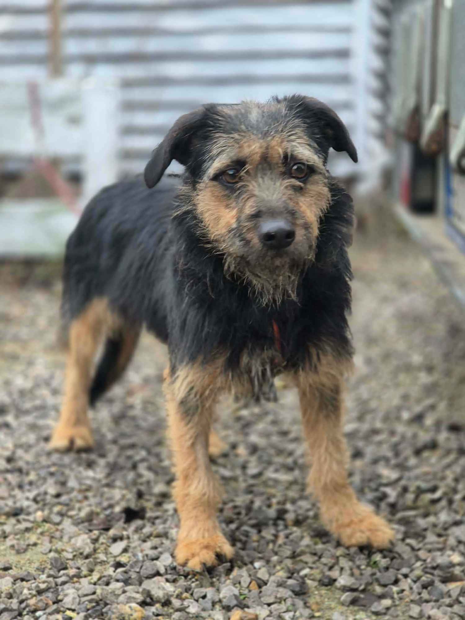 Kokosia - niewielka, delikatna sunia w typie terierka Olsztyn - zdjęcie 4