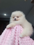 *Pomeranian XS typ misia Sunia ADA* Prądocin - zdjęcie 2