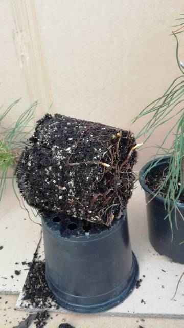 Sosna pospolita w doniczce. Buczków - zdjęcie 4