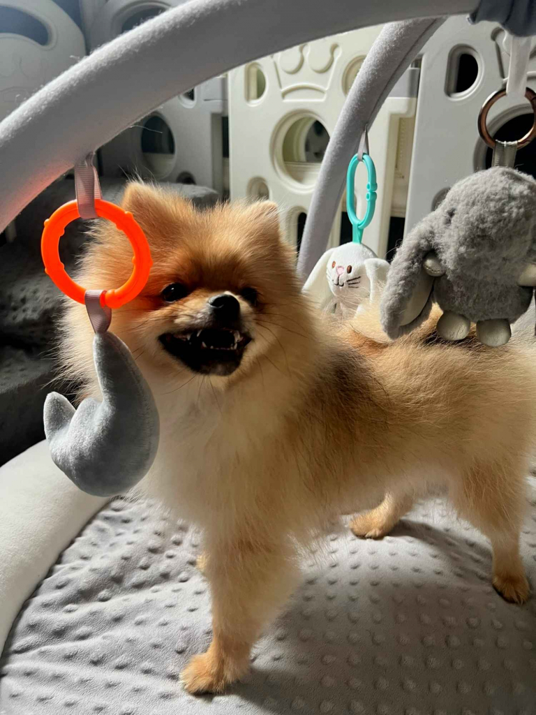 Szpic miniaturowy, Pomeranian - ORANGE Widzew - zdjęcie 5