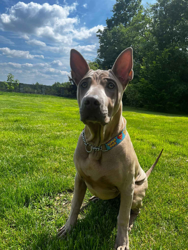 Thai Ridgrback Dog - Dog Thajski Tarnów - zdjęcie 1