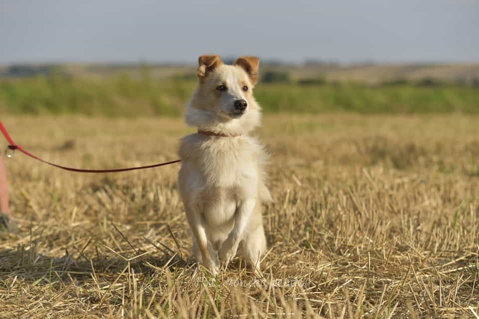 Kamel - mały wojownik gotowy na miłość ♥️🏡 Łętkowice - zdjęcie 1