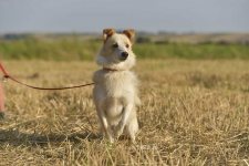 Kamel - mały wojownik gotowy na miłość ♥️🏡