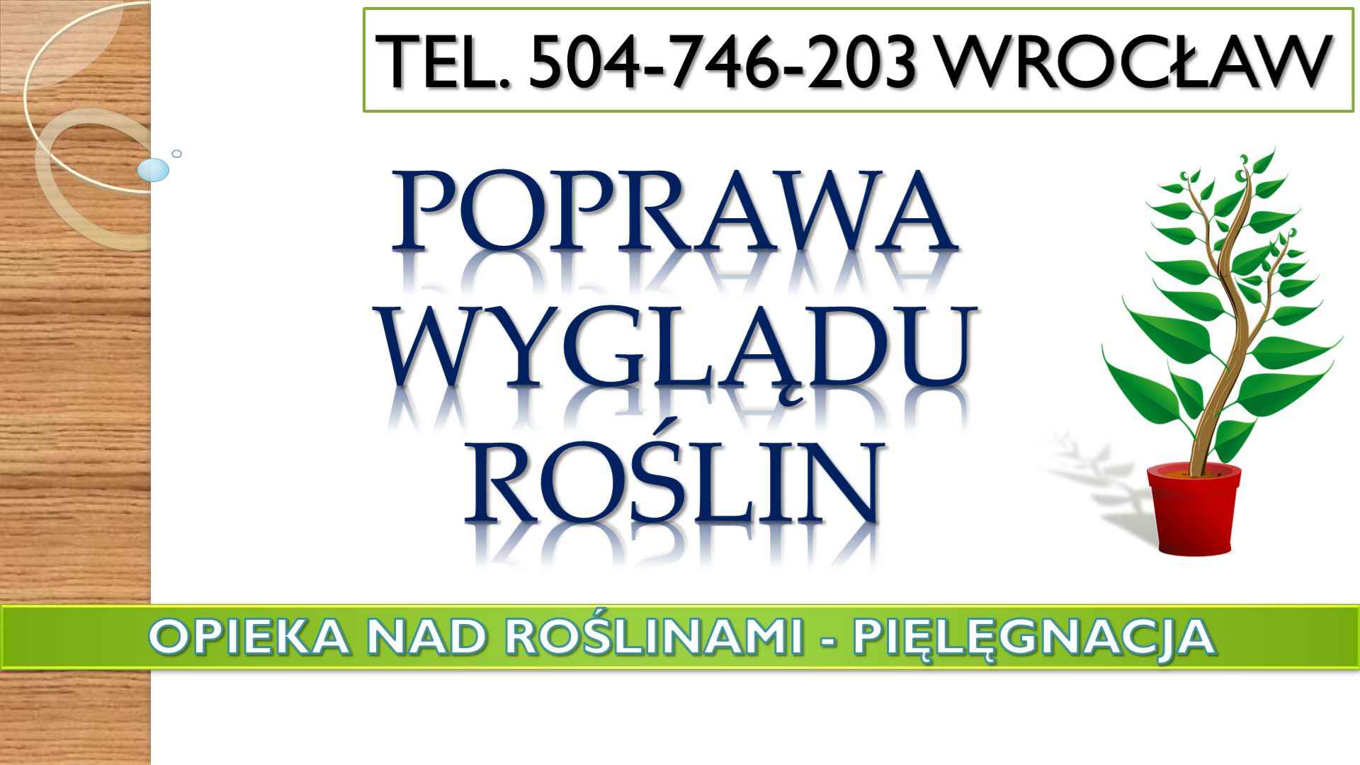 Opieka nad roślinami w biurze, Wrocław, tel 504-746-203, cennik usługi Psie Pole - zdjęcie 7
