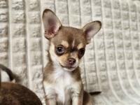 Pieski chihuahua Mińsk Mazowiecki - zdjęcie 2