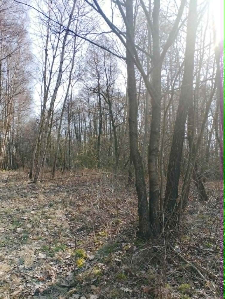Sprzedam Działki Rekreacyjno -Wypoczynkowe Krubin - zdjęcie 4