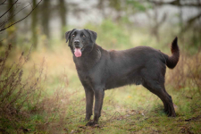 Uśmiechnięty Portos w typie labradora szuka domu! Olsztyn - zdjęcie 2