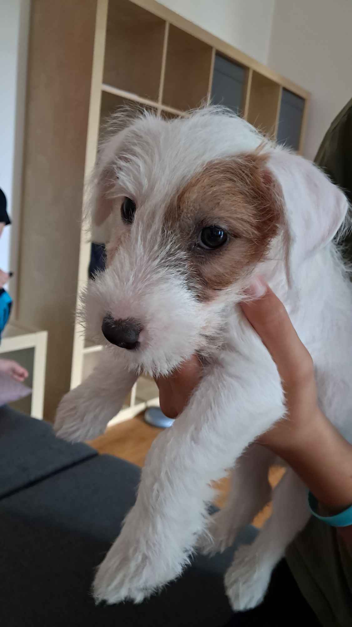 Jack Russel Terrier Szczeniak Śródmieście - zdjęcie 1