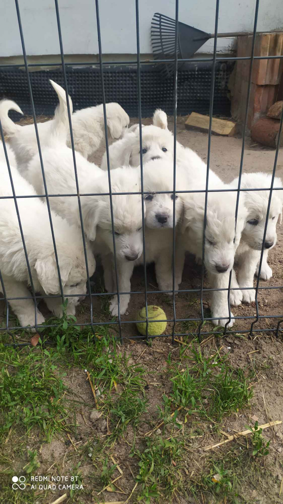 Psy owczarki Podchalanskie Łochów - zdjęcie 7