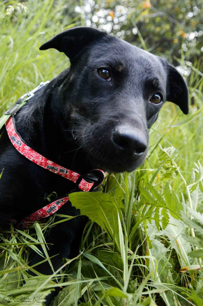 Bambo - wesoły, pełen życia, grzeczny psiak! Olsztyn - zdjęcie 3