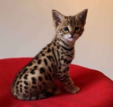 1 332 Dostępne kocięta rasy savannah i serwal Warzno - zdjęcie 4