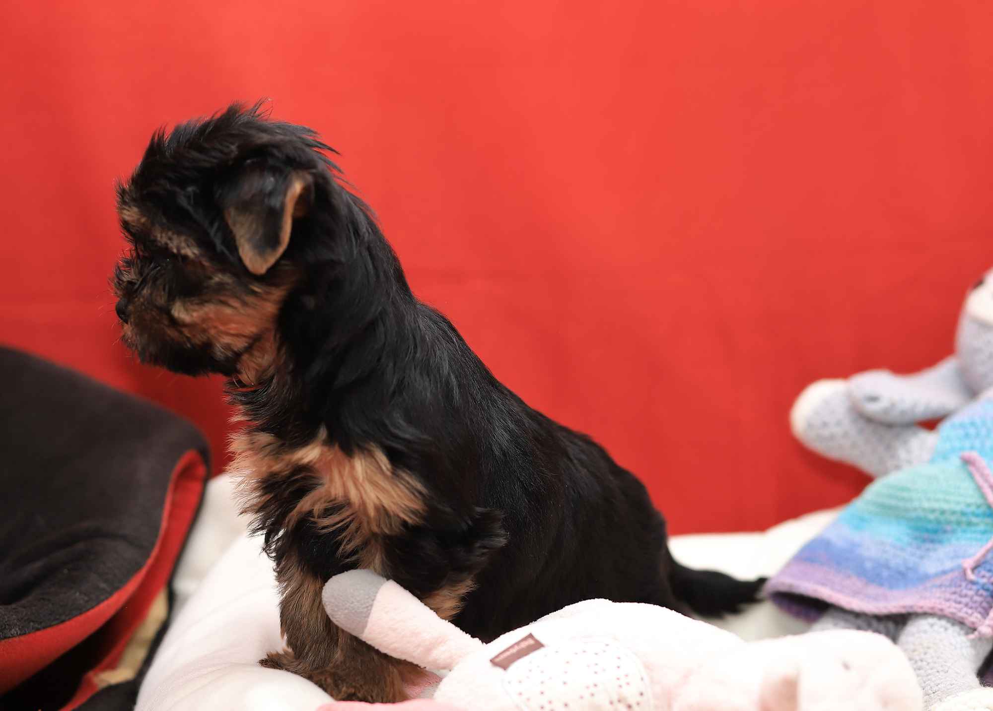 Alutka   sunia Yorkshire Terrier Oława - zdjęcie 3