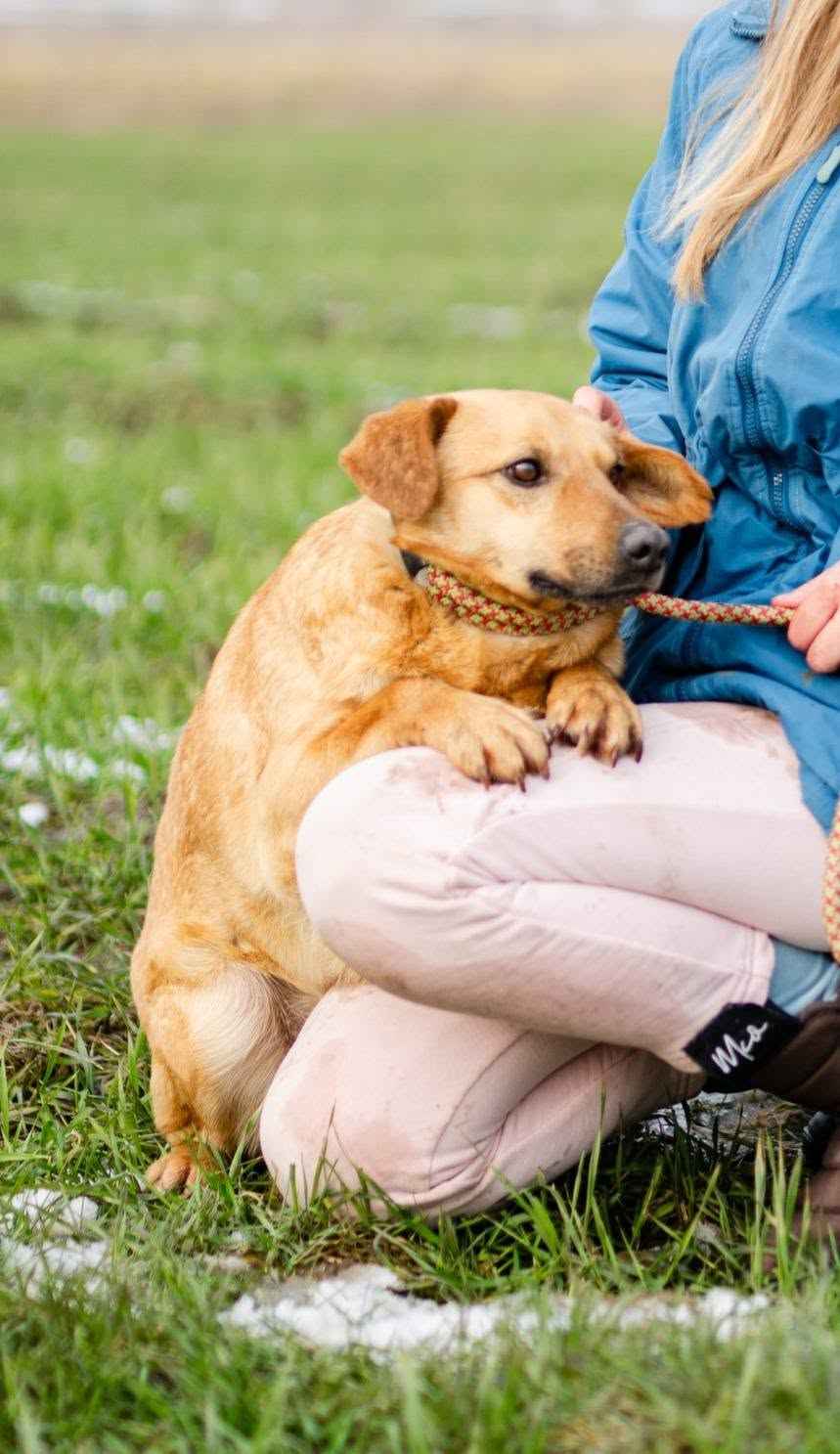 Rudzik – delikatny, nieśmiały promyczek szuka domu! Olsztyn - zdjęcie 2