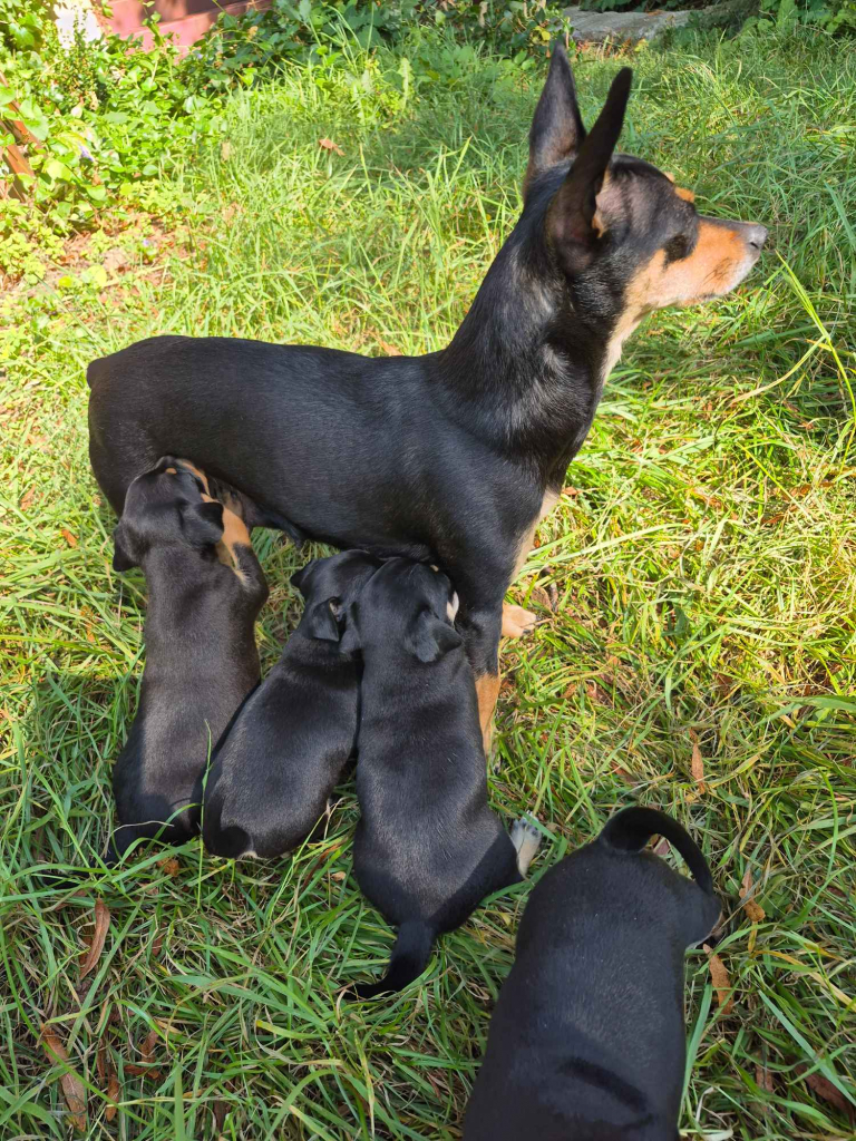 Pinczer miniaturowy Czachówki - zdjęcie 2