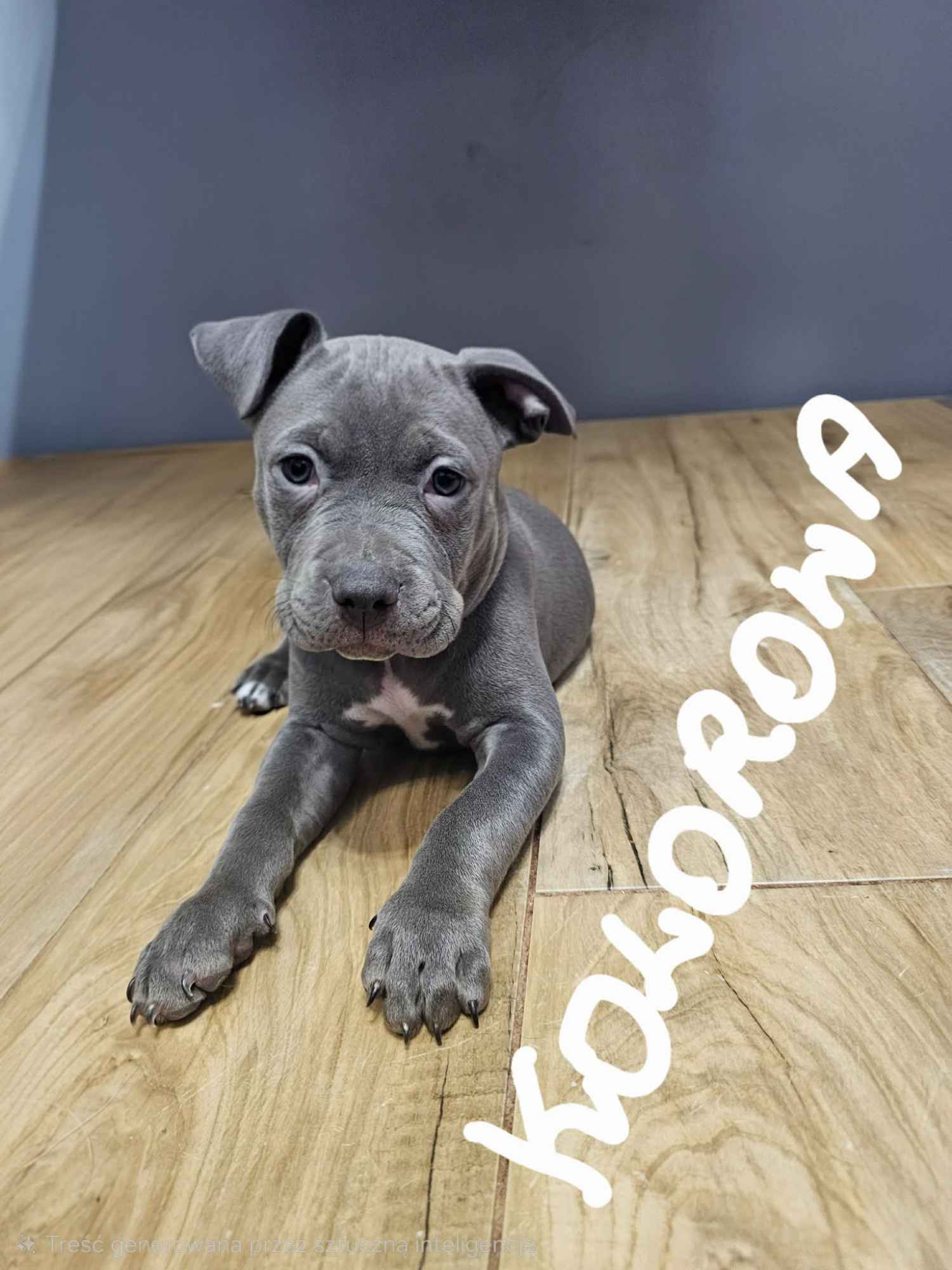 Amstaffy szukają domu Górzyn - zdjęcie 2