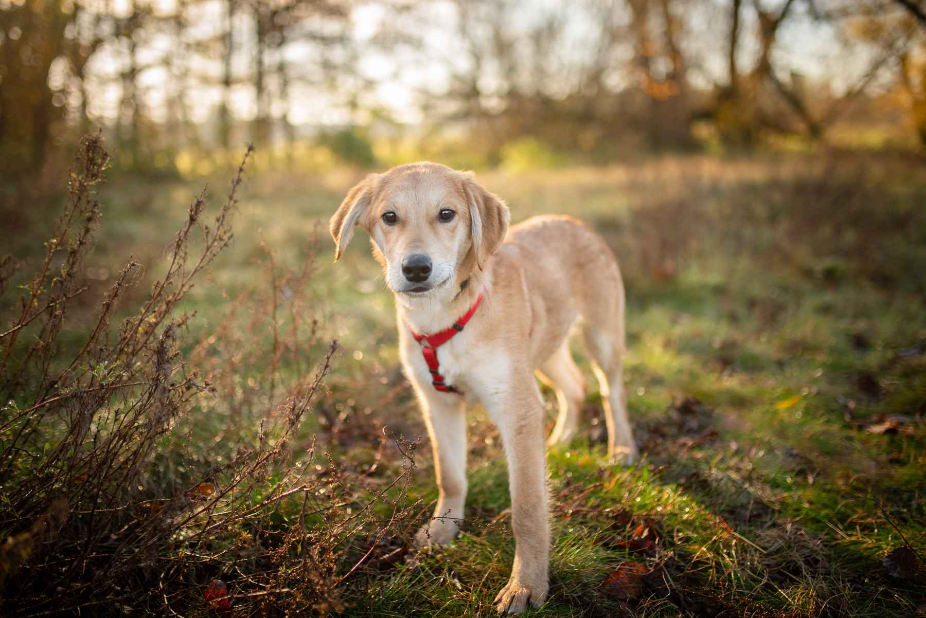 Wafel - biszkoptowy SZCZENIAK szuka domu! Olsztyn - zdjęcie 7