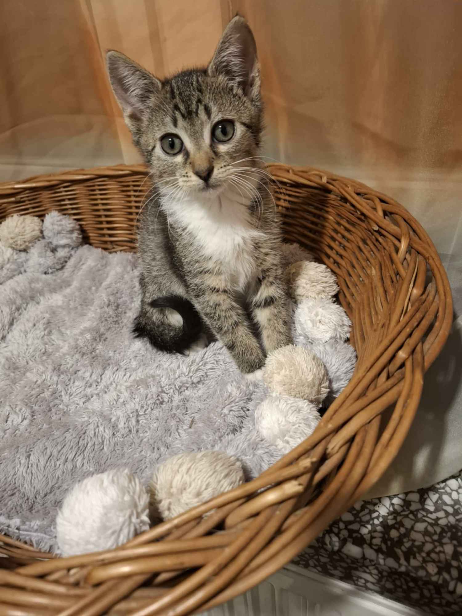 KOCIĘTA malutkie kociaki szukają domów! Olsztyn - zdjęcie 5