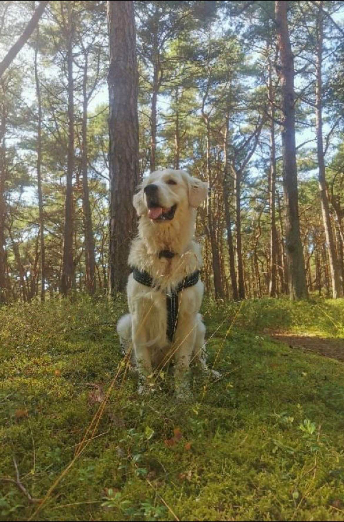 Szczeniaki Golden Retriever Góra - zdjęcie 8