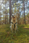 Szczeniaki Golden Retriever Góra - zdjęcie 8