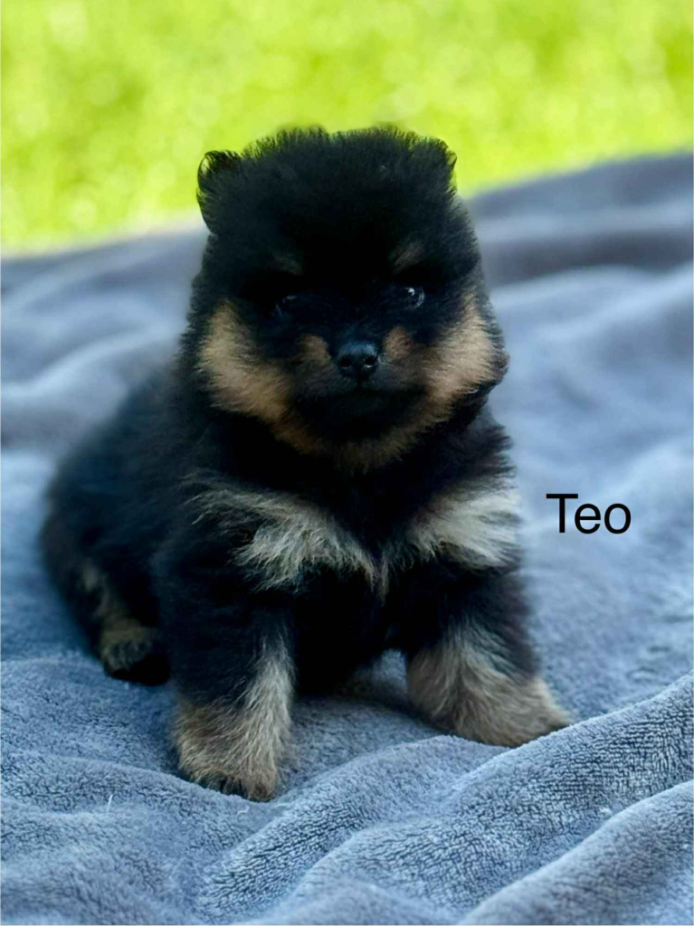 Szpic Miniaturowy Kutno - zdjęcie 4