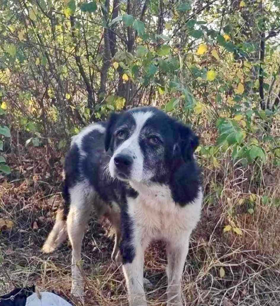 Masza - dostojna, spokojna suczka do pokochania! Olsztyn - zdjęcie 1