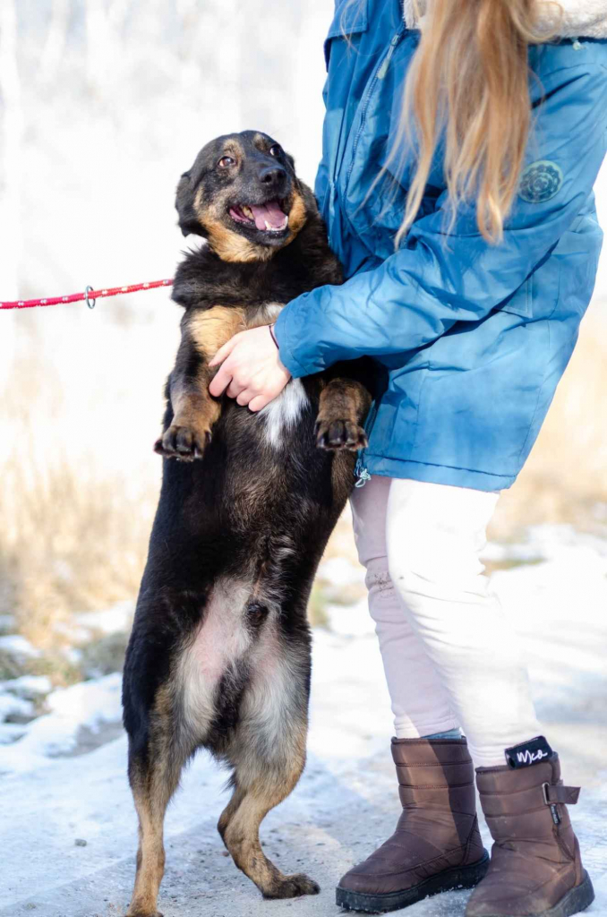 Fantastyczny Red, wpatrzony w czlowieka psiak Olsztyn - zdjęcie 3